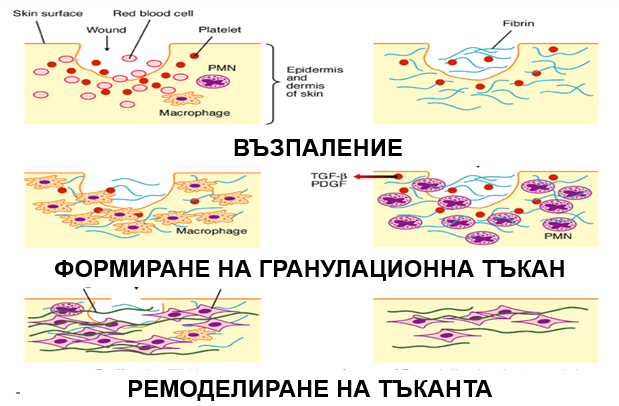 http://faculty.weber.edu/nokazaki/Human_Physiology/Class%20notes/TISSUES_files/image003.gif